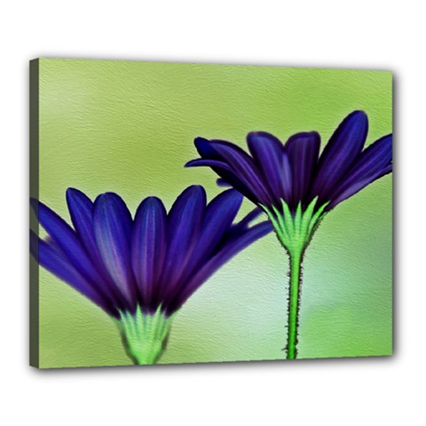 Osterspermum Canvas 20  X 16  (framed) by Siebenhuehner