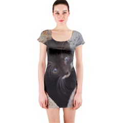 Pretty Blue-eyed Kitty Short Sleeve Bodycon Dresses by trendistuff