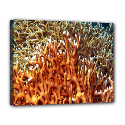 Fire Coral 1 Canvas 14  X 11  by trendistuff