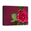 Rose 693152 1920 Deluxe Canvas 16  x 12  (Stretched)  View1