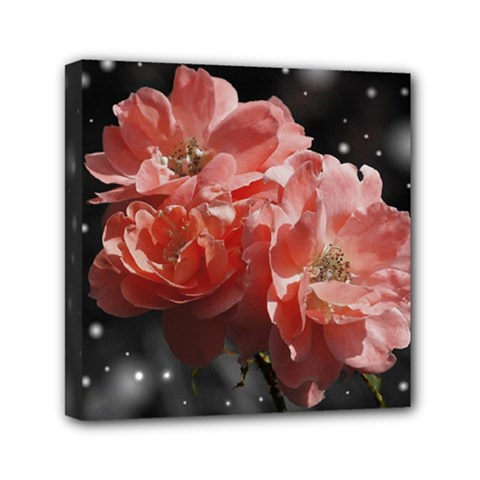 Rose 572757 1920 Mini Canvas 6  X 6  (stretched) by vintage2030