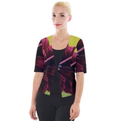 Ljp Tsi Styles Cropped Button Cardigan by Ladyjpstyles07