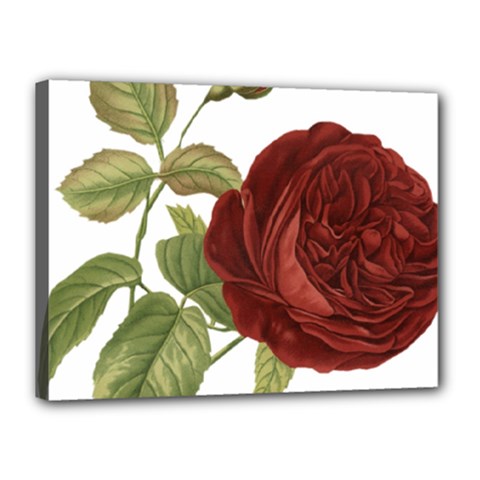 Rose 1077964 1280 Canvas 16  X 12  (stretched) by vintage2030