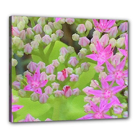 Hot Pink Succulent Sedum With Fleshy Green Leaves Canvas 24  X 20  (stretched) by myrubiogarden