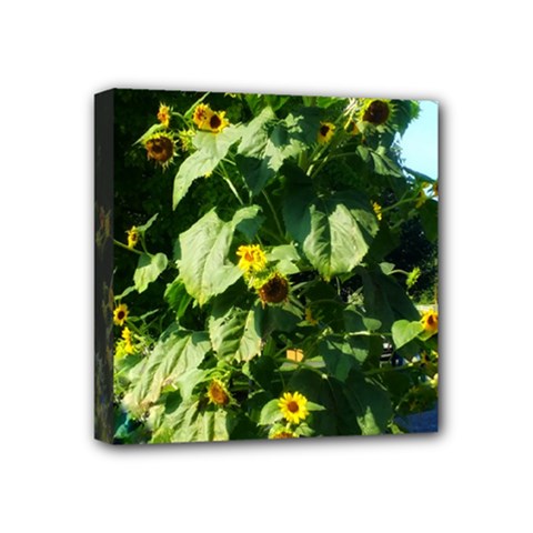 Big Sunflowers Mini Canvas 4  X 4  (stretched) by okhismakingart