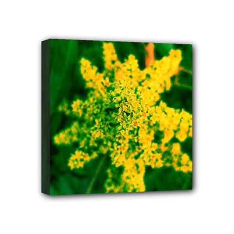 Yellow Sumac Bloom Mini Canvas 4  X 4  (stretched) by okhismakingart