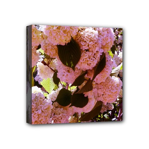 Pink Snowballs Mini Canvas 4  X 4  (stretched) by okhismakingart