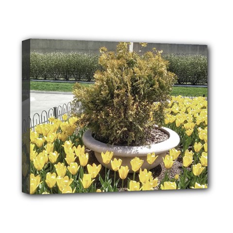 Columbus Commons Yellow Tulips Canvas 10  X 8  (stretched) by Riverwoman