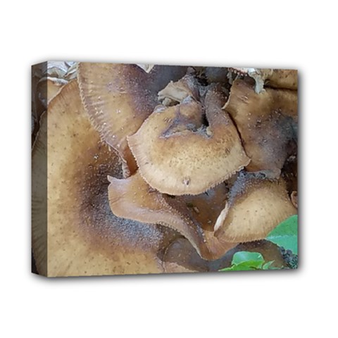 Close Up Mushroom Abstract Deluxe Canvas 14  X 11  (stretched) by Fractalsandkaleidoscopes