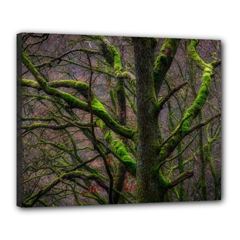 Tree Moss Forest Bark Wood Trunk Canvas 20  X 16  (stretched) by Wegoenart