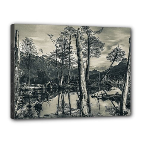 Dry Forest Landscape, Tierra Del Fuego, Argentina Canvas 16  X 12  (stretched) by dflcprintsclothing