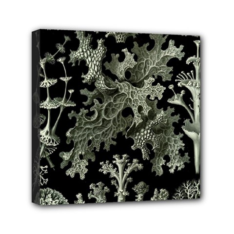 Weave Haeckel Lichenes Photobionten Mini Canvas 6  X 6  (stretched) by Cemarart
