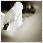 swan 12  x 12  Unframed Canvas Print 11.4 x11.56  Canvas - 1