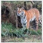 Tiger Canvas 12  x 12  (Unframed) 11.4 x11.56  Canvas - 1