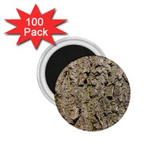 Grey Tree Bark 1 75  Magnets (100 Pack)  by trendistuff