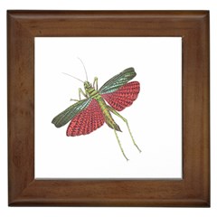 Grasshopper Insect Animal Isolated Framed Tiles by Nexatart