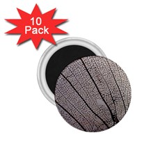 Sea Fan Coral Intricate Patterns 1 75  Magnets (10 Pack)  by Amaryn4rt