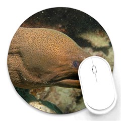 Moray Eel 1 Round Mousepads by trendistuff