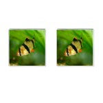 TIGER BARB Cufflinks (Square) Front(Pair)
