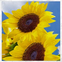 Sunflower Floral Yellow Blue Sky Flowers Photography Canvas 12  X 12   by yoursparklingshop