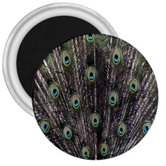 Background Peacock Feathers 3  Magnets by Sapixe