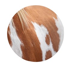 Horse Coat Animal Equine Mini Round Pill Box (pack Of 3) by artworkshop