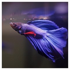 Betta Fish Photo And Wallpaper Cute Betta Fish Pictures Lightweight Scarf  by StoreofSuccess