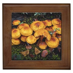 Orange Mushrooms In Patagonia Forest, Ushuaia, Argentina Framed Tile by dflcprintsclothing