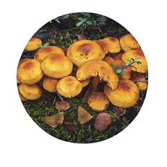 Orange Mushrooms In Patagonia Forest, Ushuaia, Argentina Mini Round Pill Box (pack Of 5) by dflcprintsclothing
