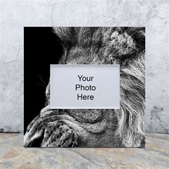 Angry Male Lion Roar Wild Animal White Box Photo Frame 4  X 6  by Cendanart