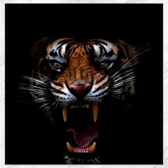 Tiger Angry Nima Face Wild Canvas 12  X 12  by Cemarart